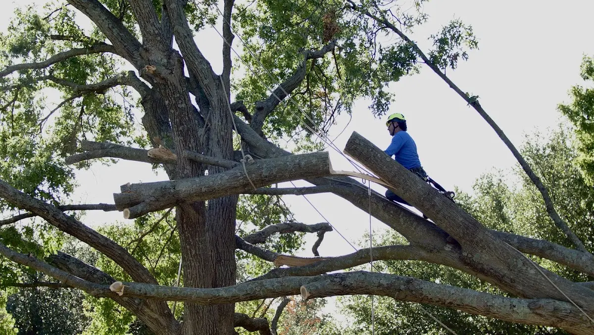 Professional Crown Thinning performed by certified arborists in Catlin