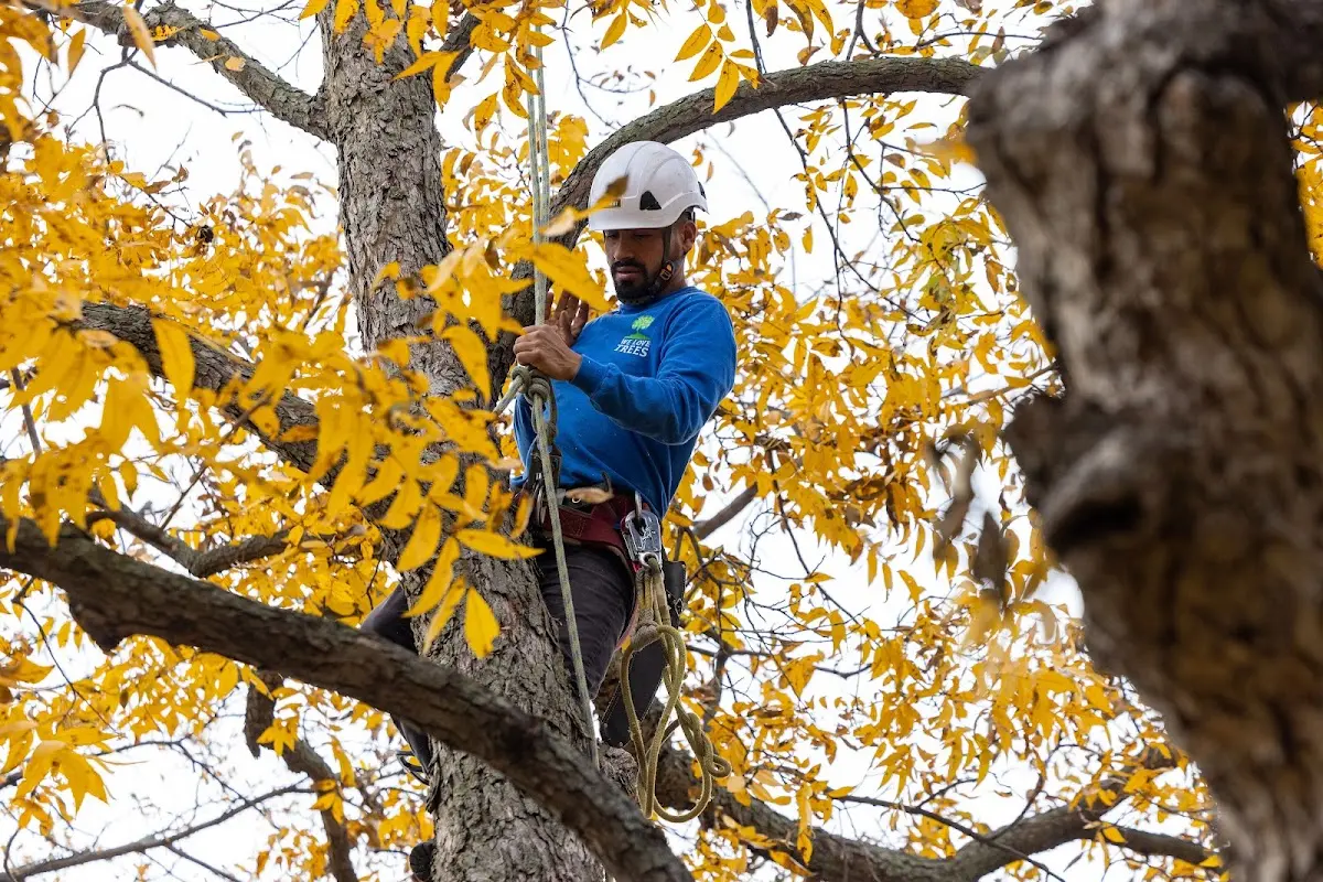 Skilled Tree Transplanting crew working in Catlin